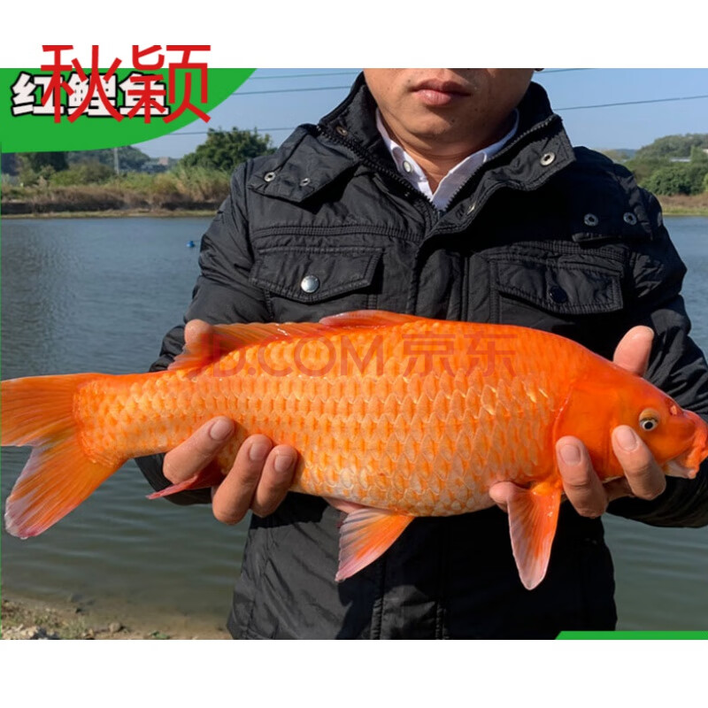 鯉魚紅尾巴是怎么回事_鯉魚紅燒魚的做法_紅鯉魚