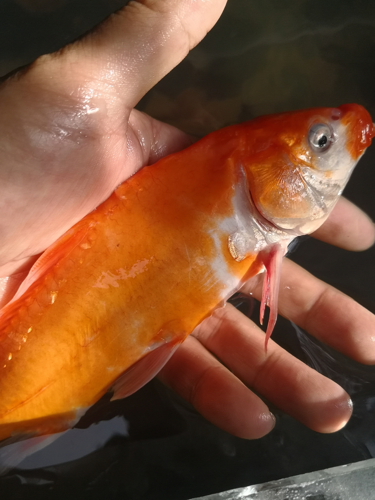 爛身病魚癥狀_爛魚病治療_魚爛身病怎么治療