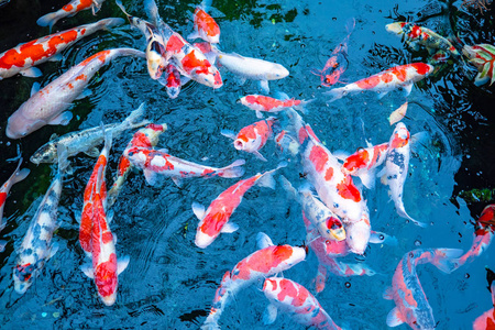 紅鯉魚 唐德宗建中年間，汾水邊上住一戶人家