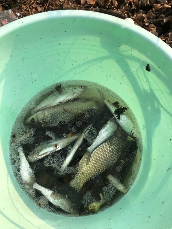 垂釣鯽魚_垂釣鯽魚的技巧及做法_垂釣鯽魚怎么調漂