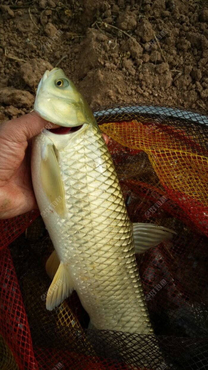 釣大魚技巧_釣大魚技巧視頻_釣大魚技巧和口訣