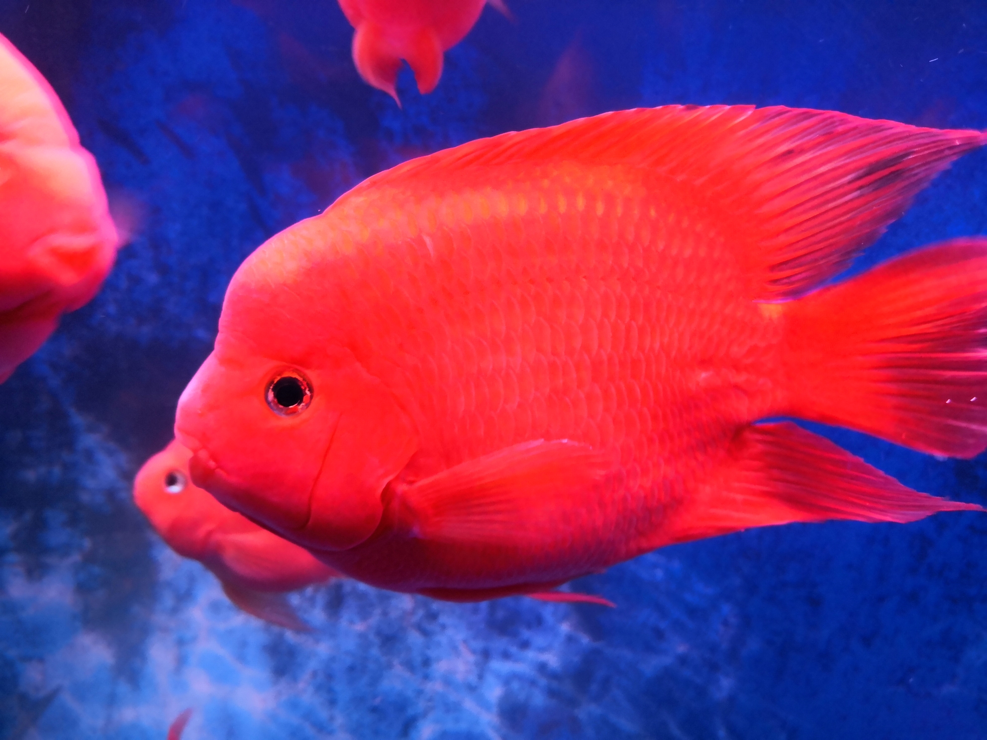 金剛鸚鵡魚吃小魚嗎_金剛鸚鵡魚和財神區別圖片_金剛鸚鵡魚