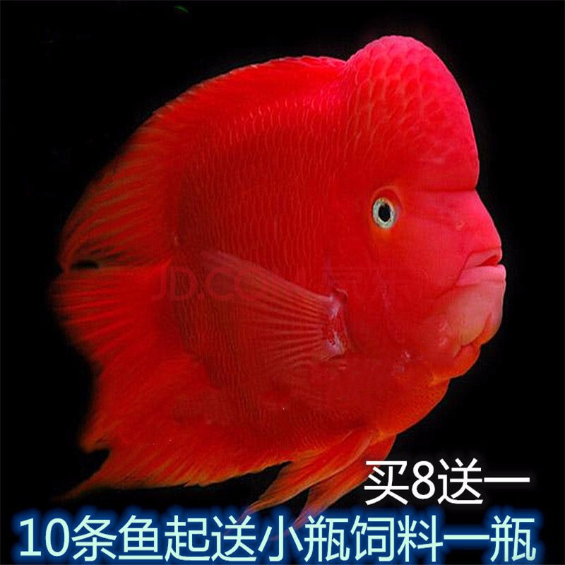 金剛鸚鵡魚_金剛鸚鵡魚和財神區別圖片_金剛鸚鵡魚吃小魚嗎