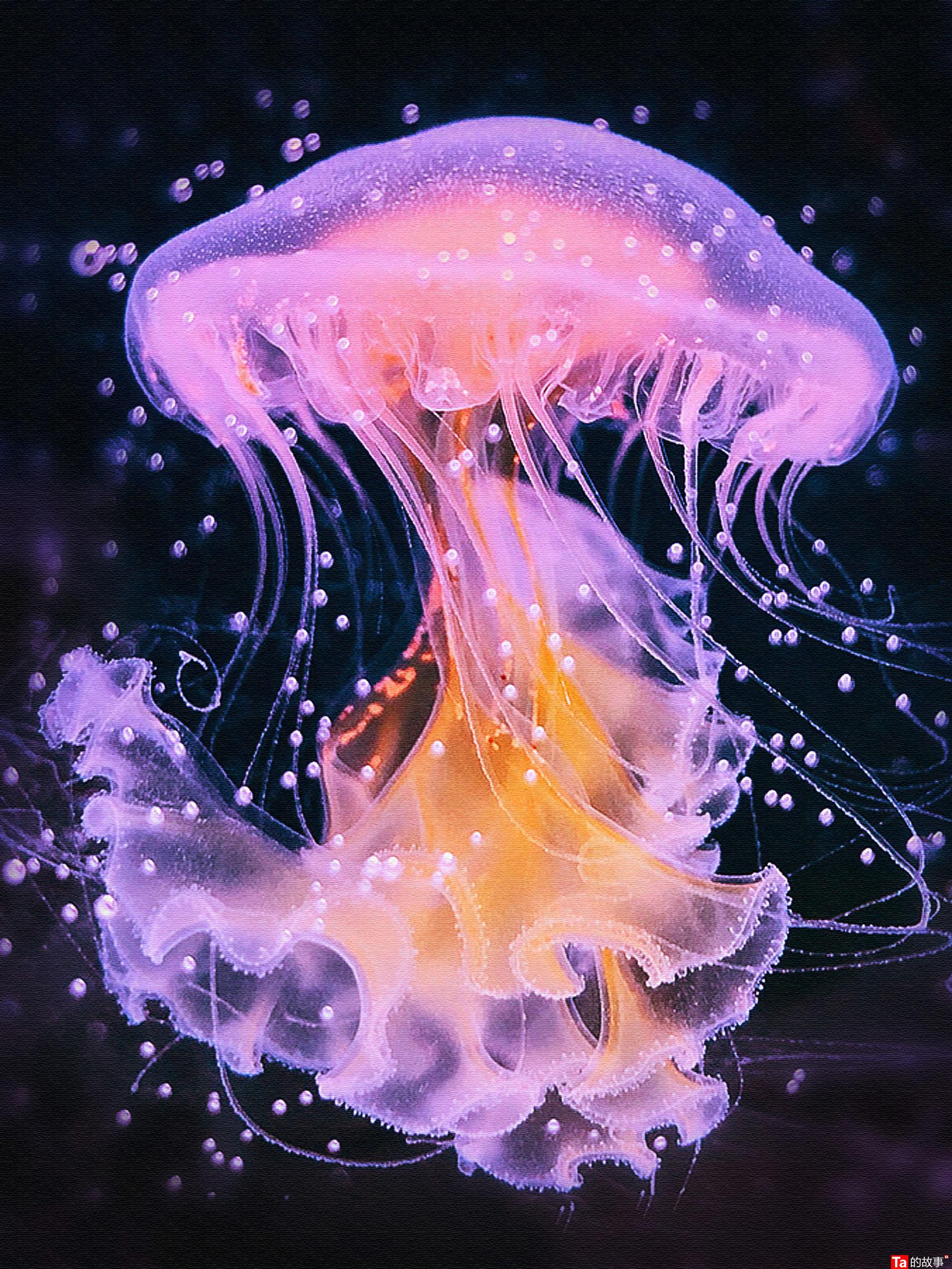 海蜇是水母嗎_水母海蜇是一個東西嗎_水母海蜇皮