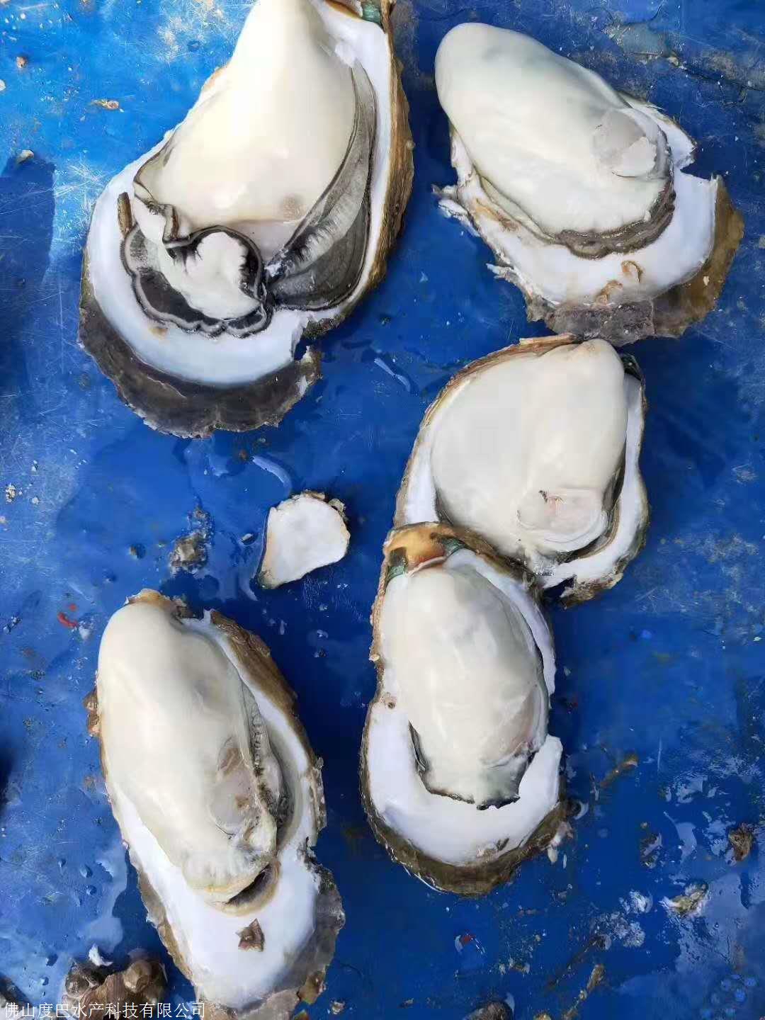 牡蠣價格表_牡蠣價格_中藥牡蠣價格