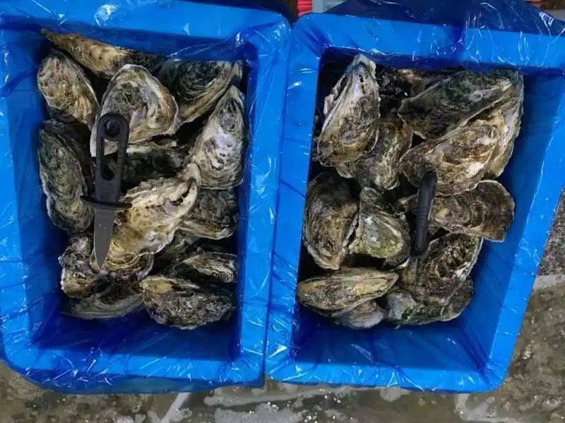 牡蠣價格表_中藥牡蠣價格_牡蠣價格