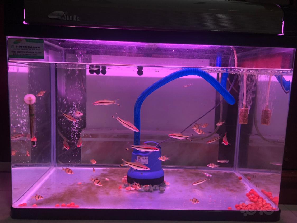 熱帶魚藍鯊 熱帶魚的喂養飼養管理的飼養設備有哪些？-蘇州安嘉