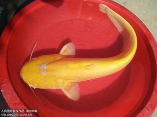 鯰形目的鯰魚屬的幾個常見種類，你知道嗎？