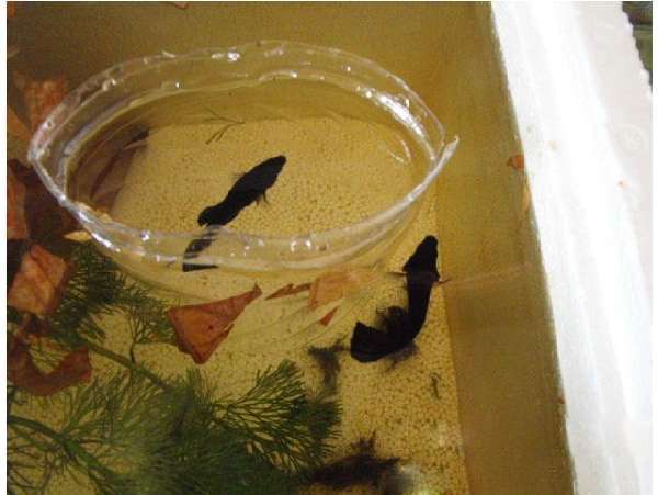 中國斗魚_斗魚中國移動隨心看怎么取消_斗魚中國斗魚