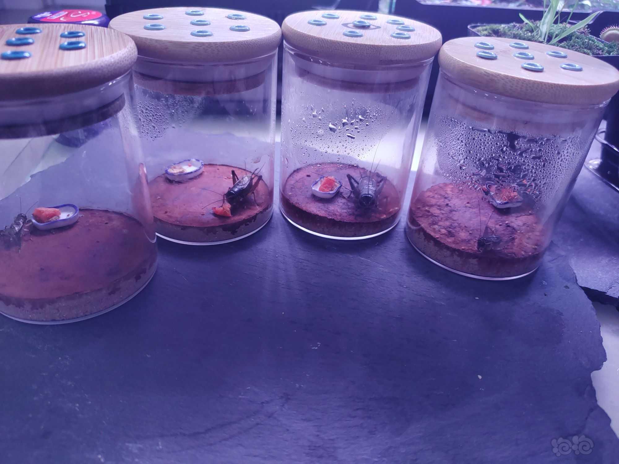 楓葉龜種龜_飼養楓葉龜違法嗎_楓葉龜飼養