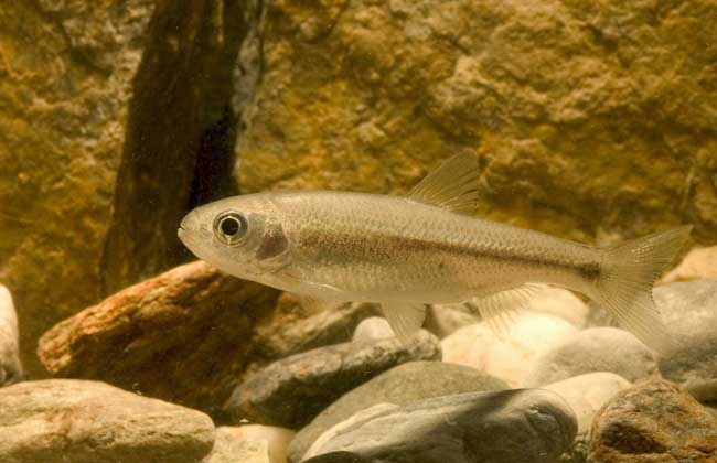 雄魚有幾種叫法_雄魚的種類_雄魚是什么魚