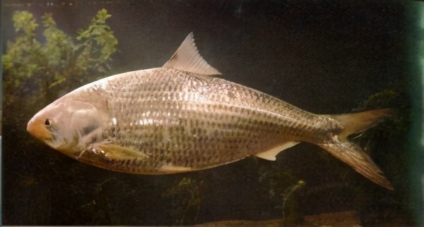 雄魚是什么魚_雄魚的種類_雄魚有幾種叫法