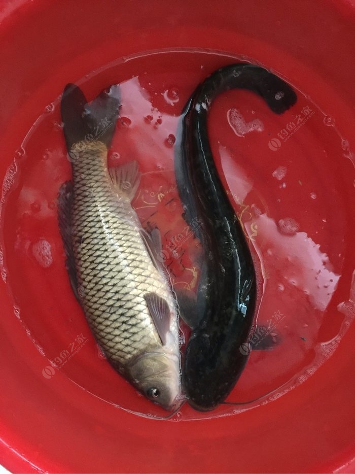 魚的生活習性_魚生活條件_各種魚的生活特點
