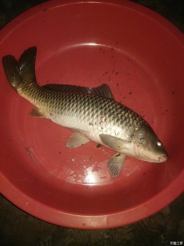 魚生活條件_魚的生活習性_各種魚的生活特點