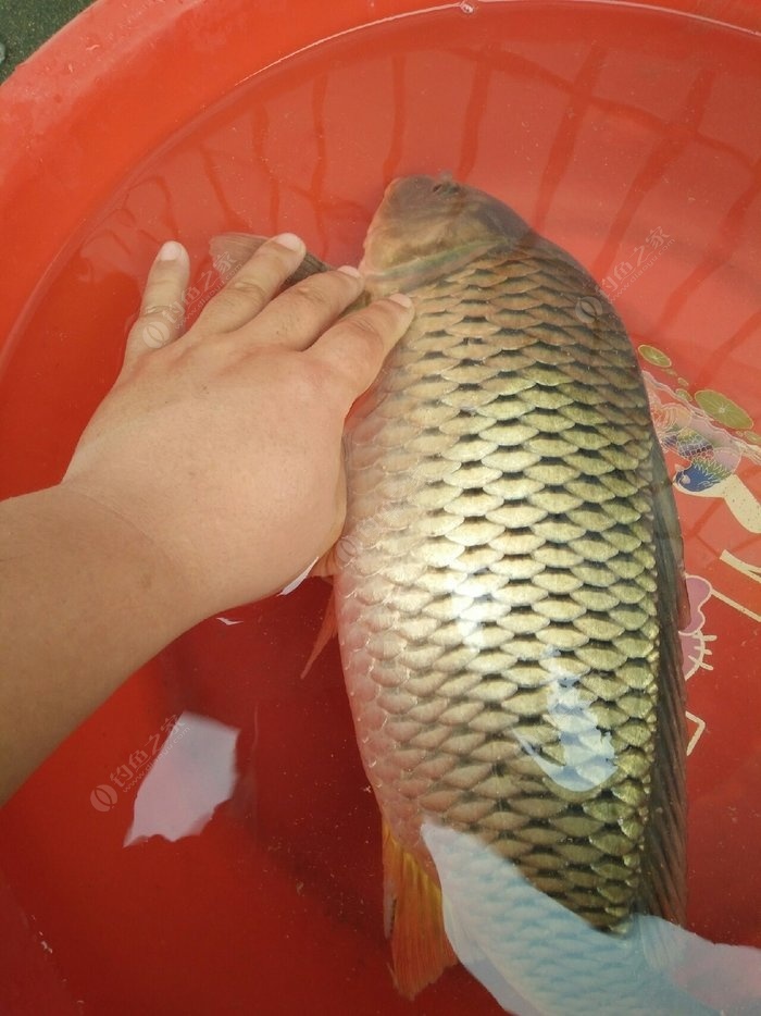 各種魚的生活特點_魚的生活習性_魚生活特點