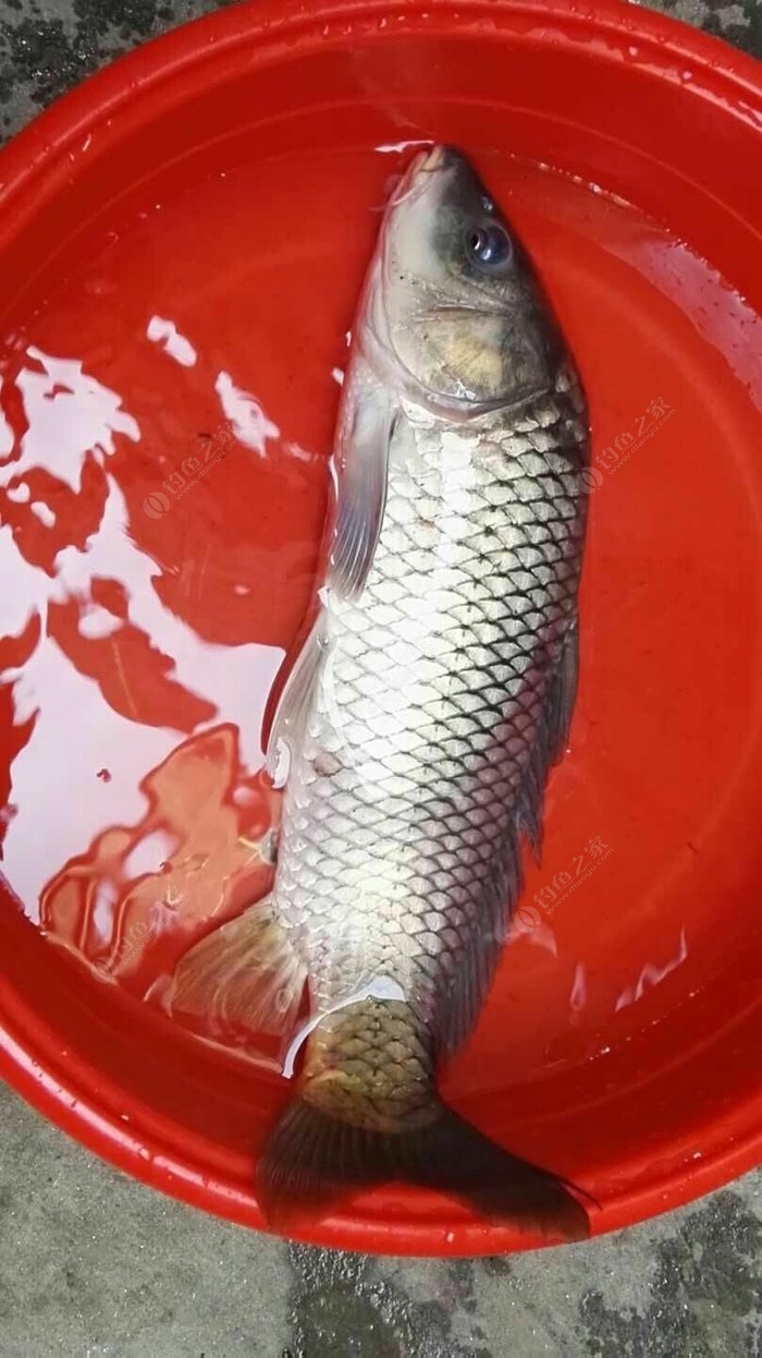 各種魚的生活特點_魚的生活習性_魚生活特點