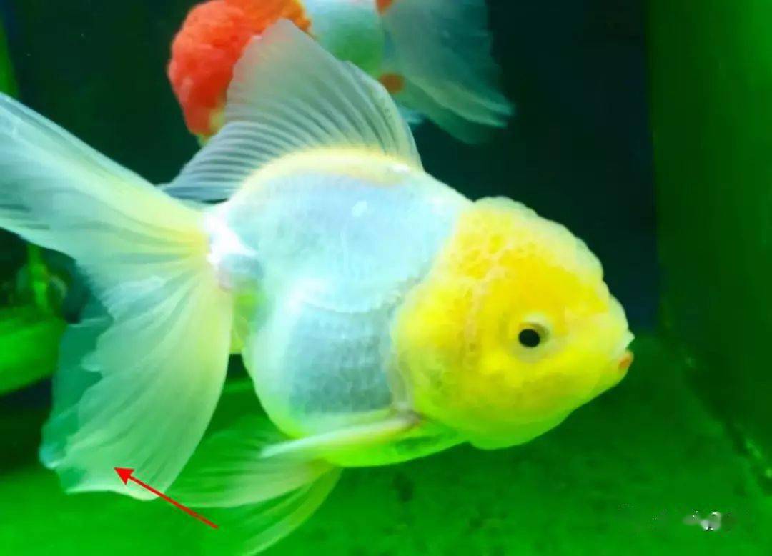 金魚圖片大全大圖_金魚類大全圖冊_金魚大全品種圖片