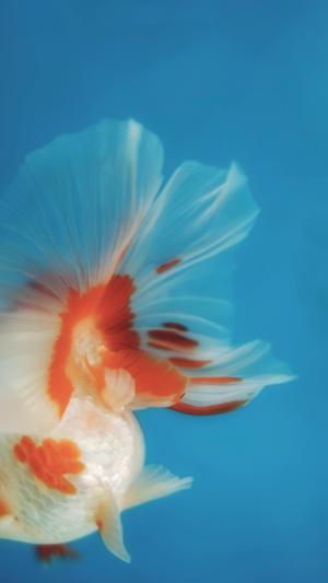 金魚圖片大全大圖_金魚類大全圖冊_金魚大全品種圖片