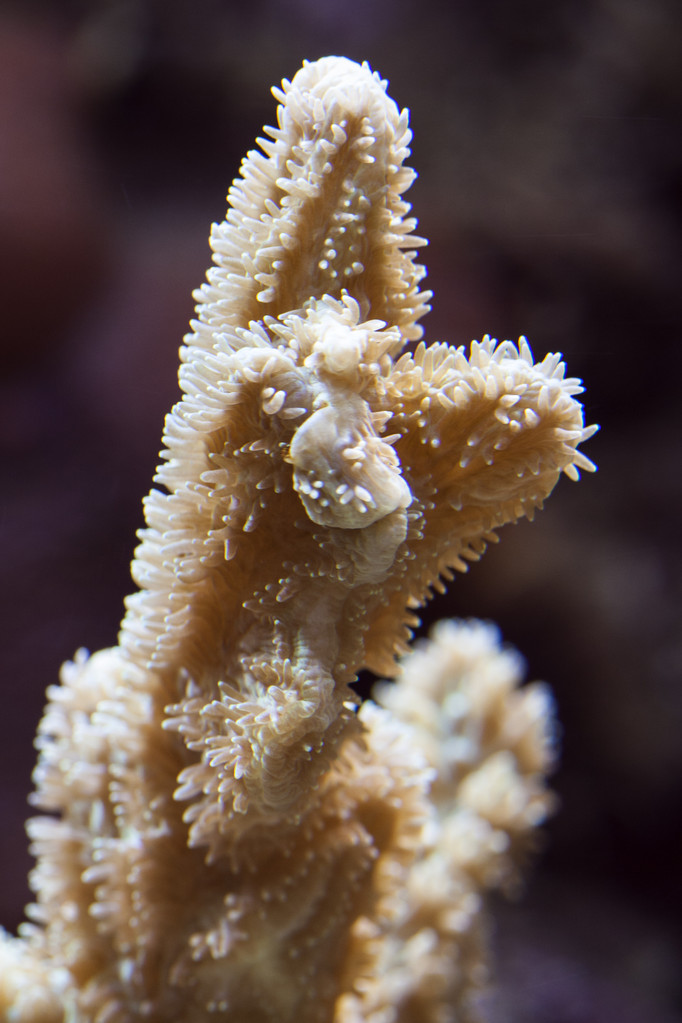 珊瑚生物學_珊瑚是生物嗎_珊瑚是生物嗎百度百科