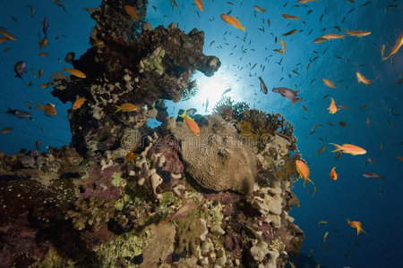 珊瑚生物學_珊瑚是生物嗎百度百科_珊瑚是生物嗎