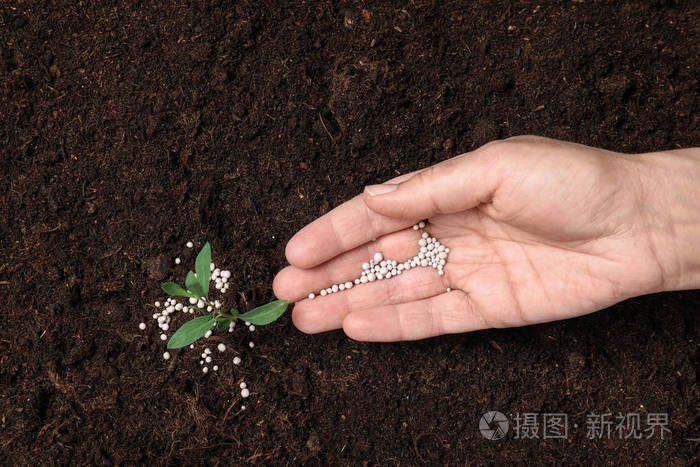 龍蝦種苗價格表圖片_龍蝦種苗價格_龍蝦種苗價格是多少
