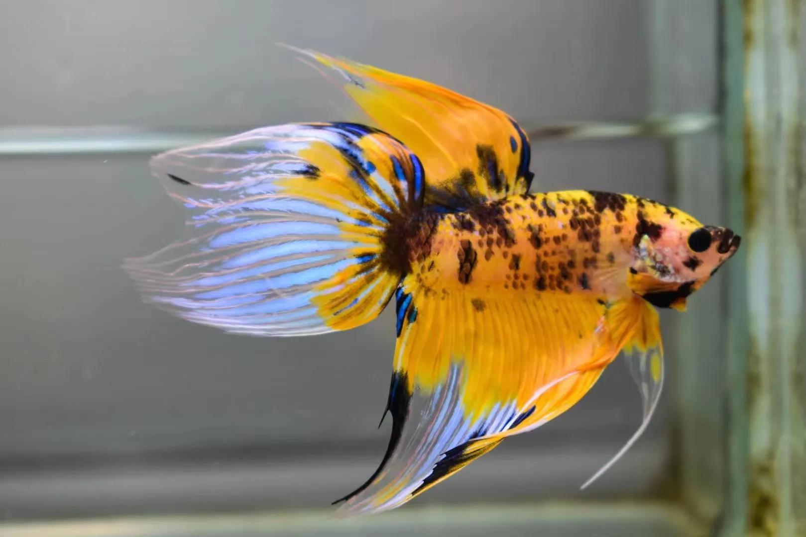 魚缸養魚適合小水面養嗎_小魚缸適合養什么魚_魚缸適合養什么小魚