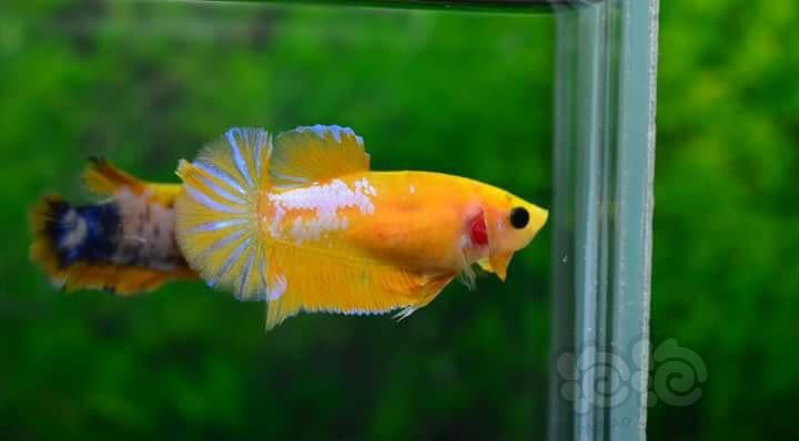 魚缸養魚適合小水面養嗎_魚缸適合養什么小魚_小魚缸適合養什么魚