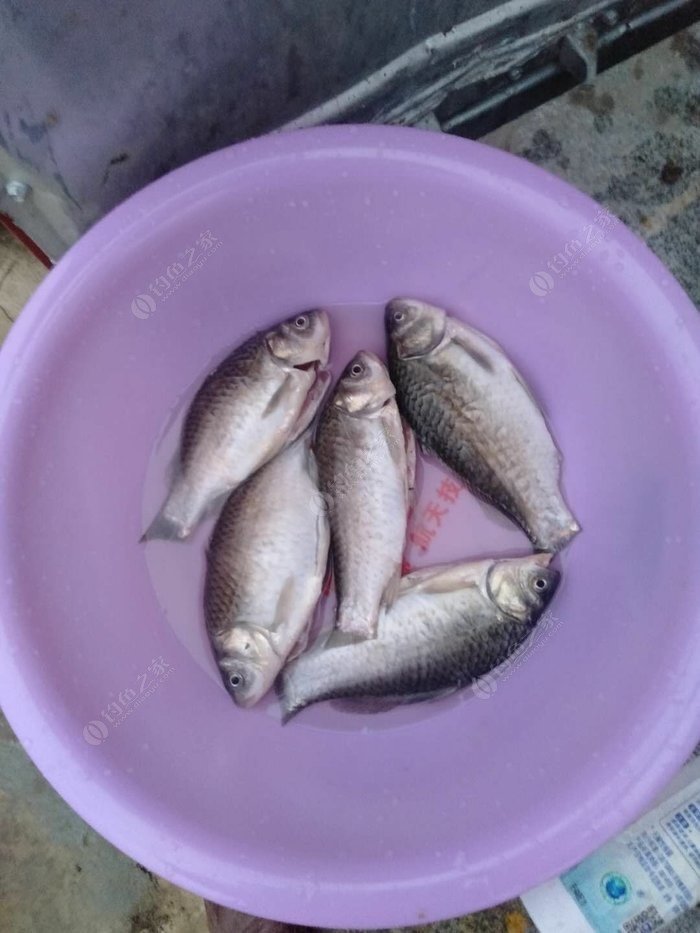 鯽魚怎么釣冬天_初冬野釣鯽魚技巧_初冬鯽魚怎么釣