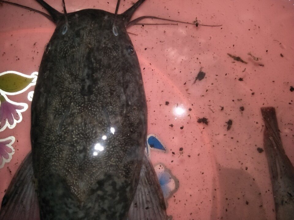 達氏鰉魚人工養殖_達氏鰉魚好吃嗎_達氏鰉魚