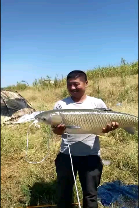達式鰉魚_達氏鰉魚好吃嗎_達氏鰉魚