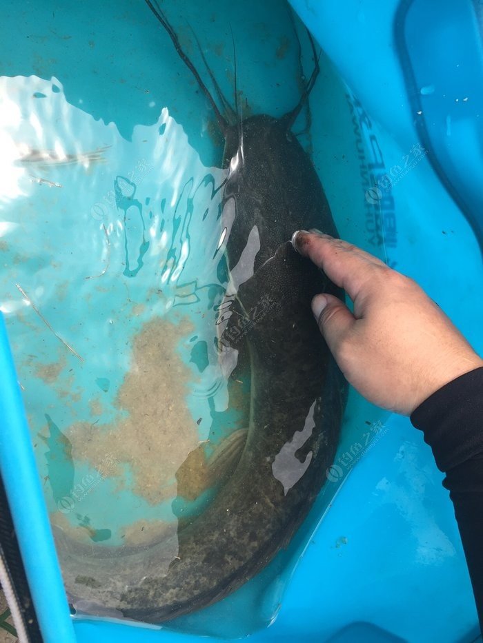達氏鰉魚好吃嗎_達氏鰉魚_達式鰉魚