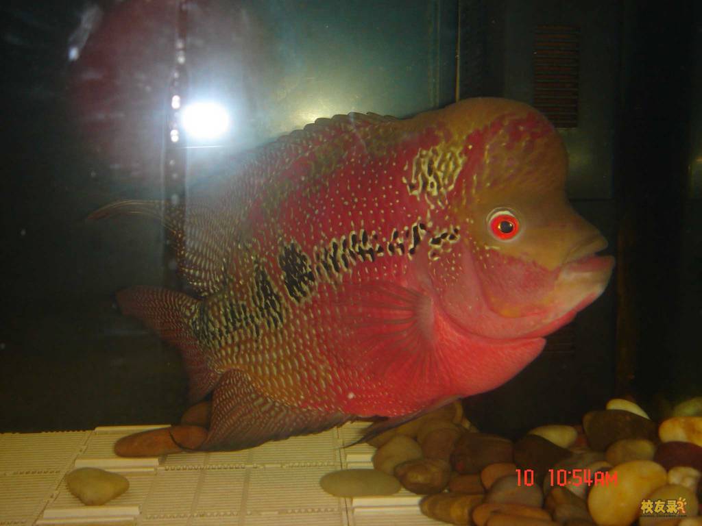 羅漢魚多少錢一條_羅漢魚價格多少錢一條_天價羅漢魚