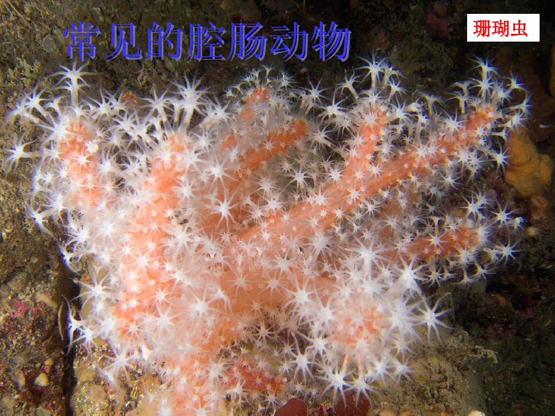 珊瑚生物學_珊瑚生物科技有限公司_珊瑚是不是生物