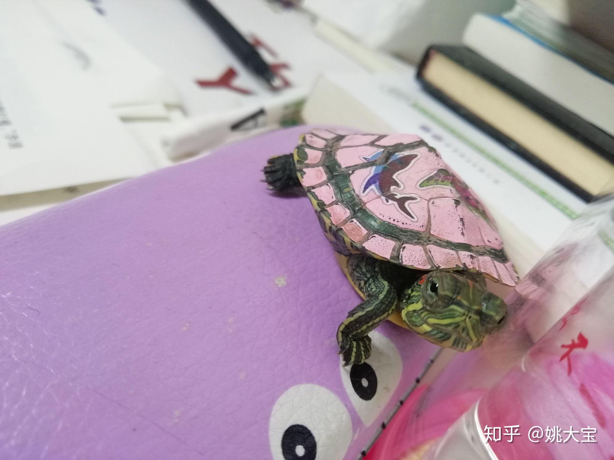 巴西龜耳朵不紅了是怎么回事_巴西紅耳龜_巴西龜紅耳顏色變淺