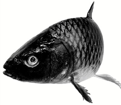 鯉魚價格 （李向東）黃河鯉的分化與發展的關系