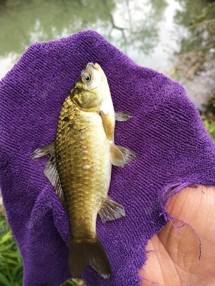 魚雜蘿卜的做法竅門_三花五羅十八子七十二雜魚_魚雜魚子怎么做好吃