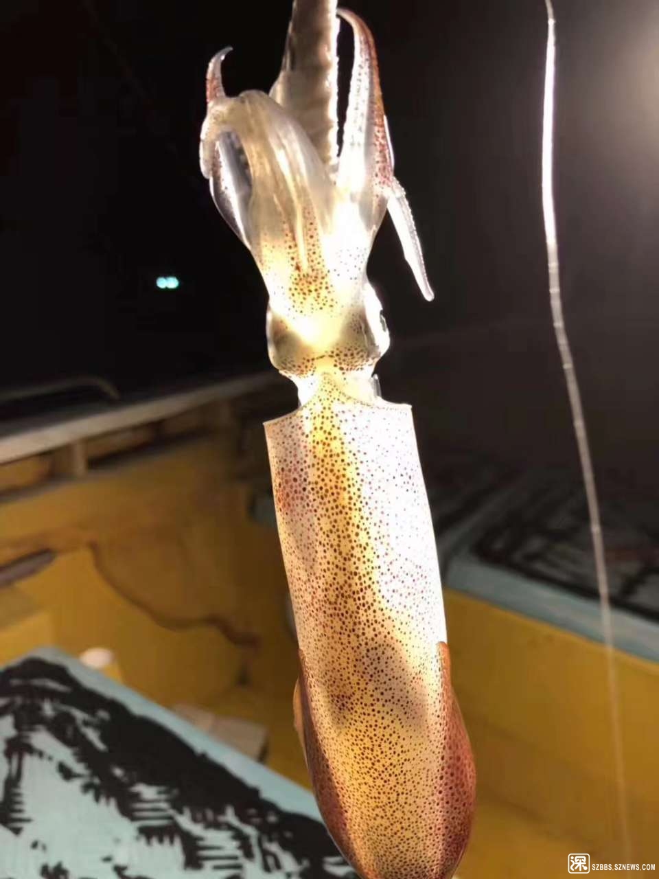 海釣魚餌_海釣餌料配方大全集_海釣魚餌制作教程