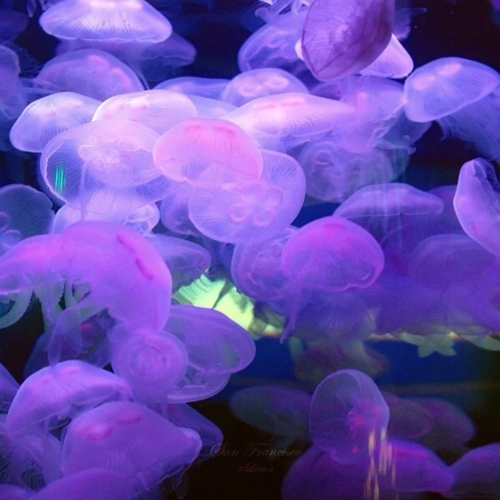 水母海蜇是一種東西嗎_水母海蜇_水母海蜇圖片