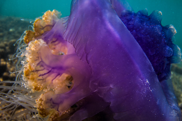 水母海蜇圖片_水母海蜇_水母海蜇是一種東西嗎