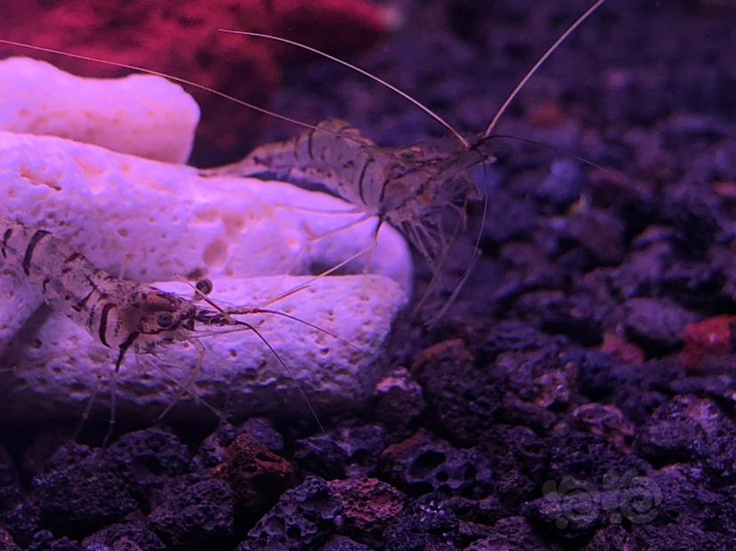 海釣魚餌料_海釣的魚餌_海釣魚餌