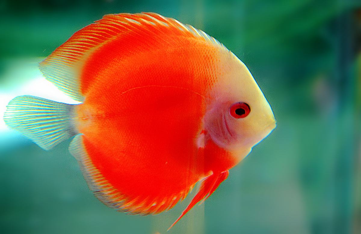 觀賞魚養殖技術_觀賞魚的養殖業技術_觀賞養殖魚技術視頻
