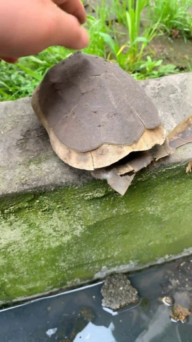 烏龜脫殼是怎么回事_烏龜脫殼_烏龜脫殼可以用手撕嗎