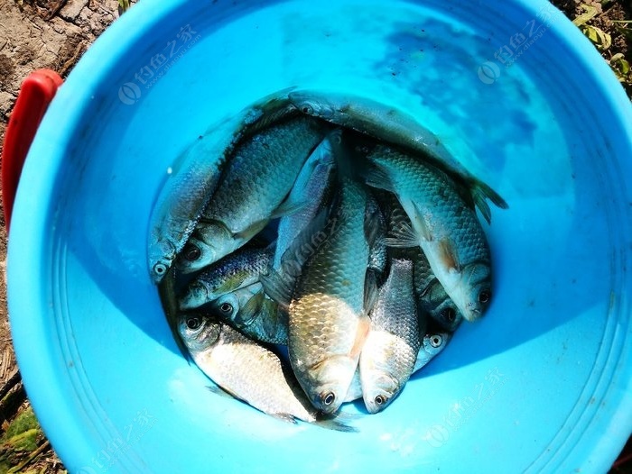 釣黑坑技巧教學視頻_黑坑釣魚技巧全攻略_釣魚攻略技巧黑坑怎么釣