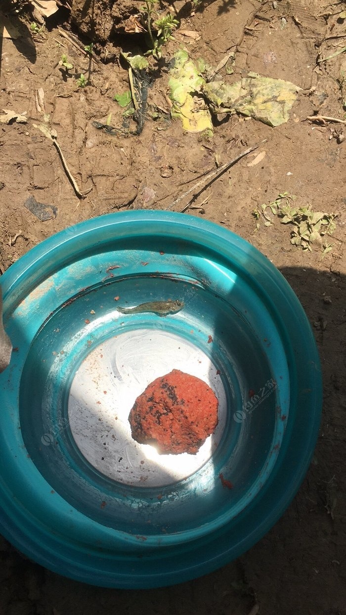 釣魚攻略技巧黑坑怎么釣_釣黑坑技巧教學視頻_黑坑釣魚技巧全攻略