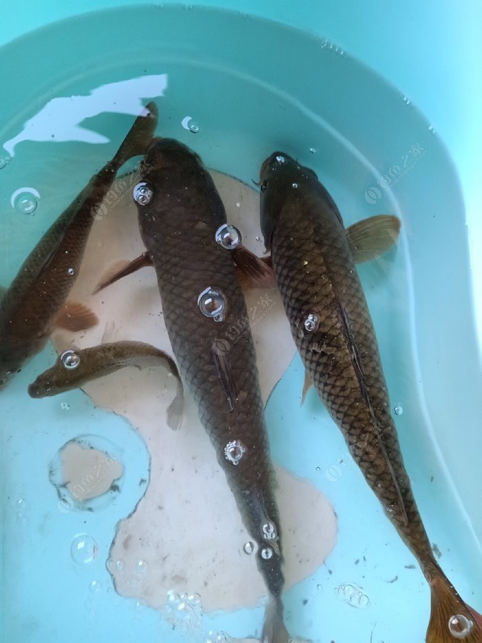 釣魚攻略技巧黑坑怎么釣_黑坑釣魚技巧全攻略_釣黑坑技巧教學視頻