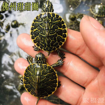 甜甜圈龜貴嗎_甜甜圈龜又叫什么_甜甜圈龜