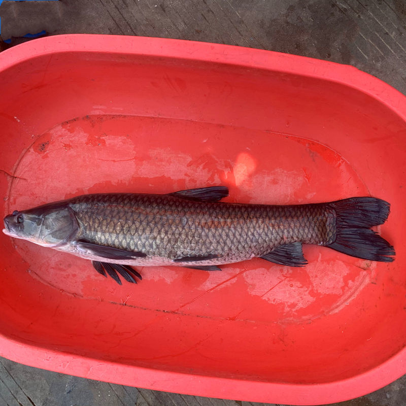 巨骨舌魚_巨骨舌魚的骨頭_巨骨舌魚舌頭上有骨頭嗎