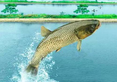 鱸魚的生活規律_鱸魚的生活習性_鱸魚的生活環境及特點