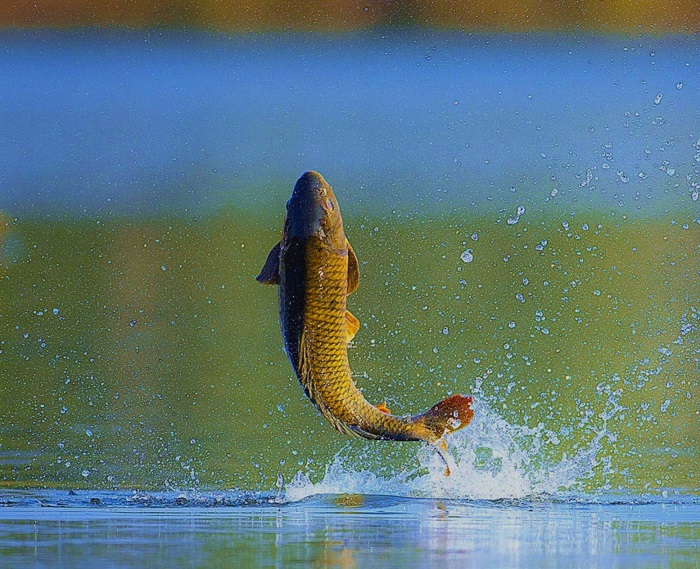 躍龍門鯉魚圖片_鯉魚躍龍門_躍龍門鯉魚躍龍門