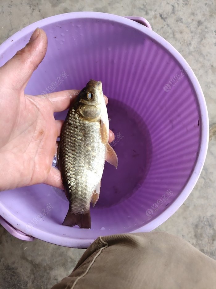天龍八部中釣魚有啥用途_天龍八部釣魚_天龍八部釣魚地點